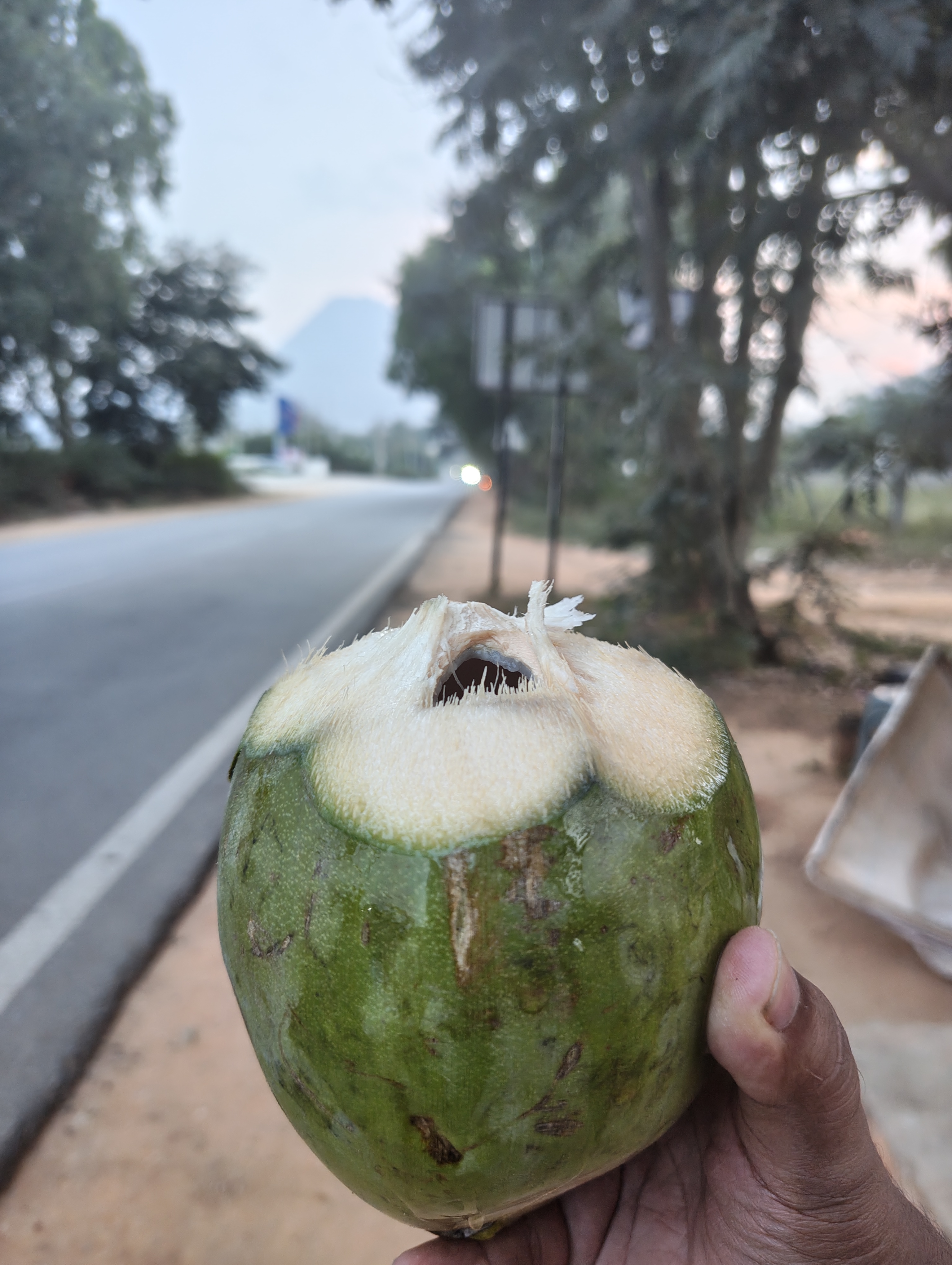 Coconut somewhere near Nandi Hills